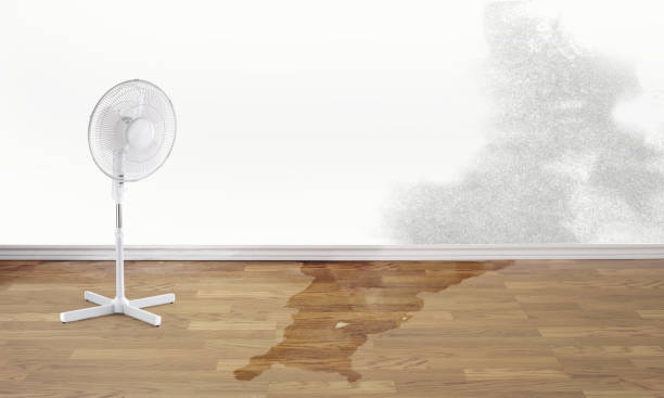 Best Flooded house restoration  in Two Harbors, MN
